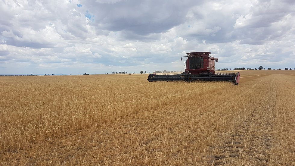 harvestspelt.jpg
