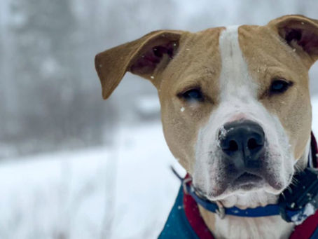 Pitbull Mix in the snow
