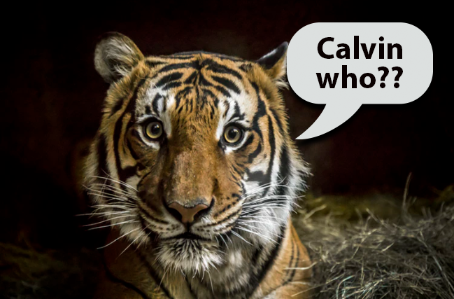 Does Liking Calvin Klein’s Obsession Make You a Tiger in Bed?