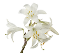 White Lillies