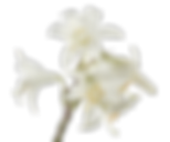 White Lillies