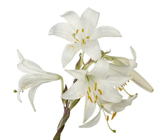 White Lillies