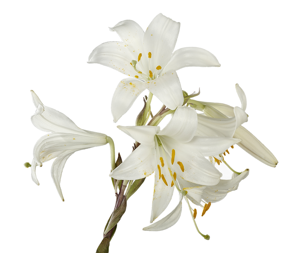 White Lily Flowers