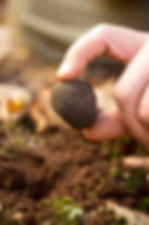 Buy Manjimup truffle Pottinger Truffles Australia