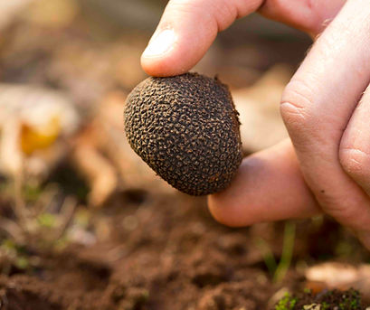 Buy Manjimup truffle Pottinger Truffles Australia