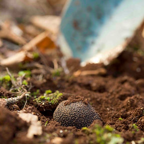Buy fresh Manjimup truffles from Pottinger Truffles Australia