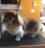 Pebbles' grooming