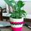 Thumbnail: Tulip Planter Cover