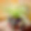 Thumbnail: Star Basket