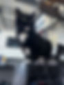 SECOMで起きた猫のトラブル|警備対応後、15年以上飼う猫が家にかえってこない