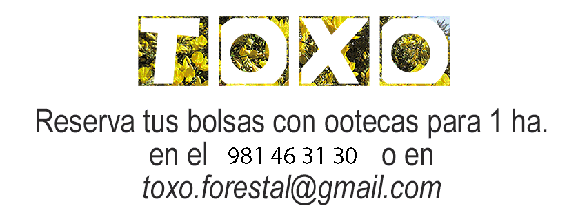 publi musical fb gonis copia.gif