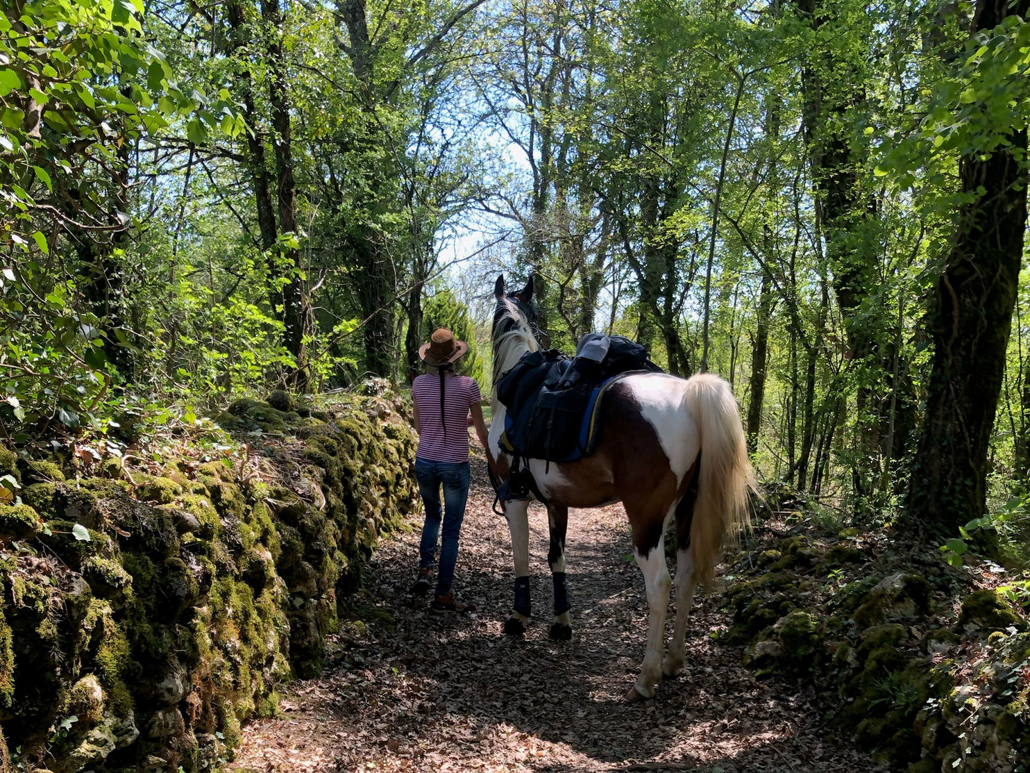Cavalier, cheval, nature, authenticité