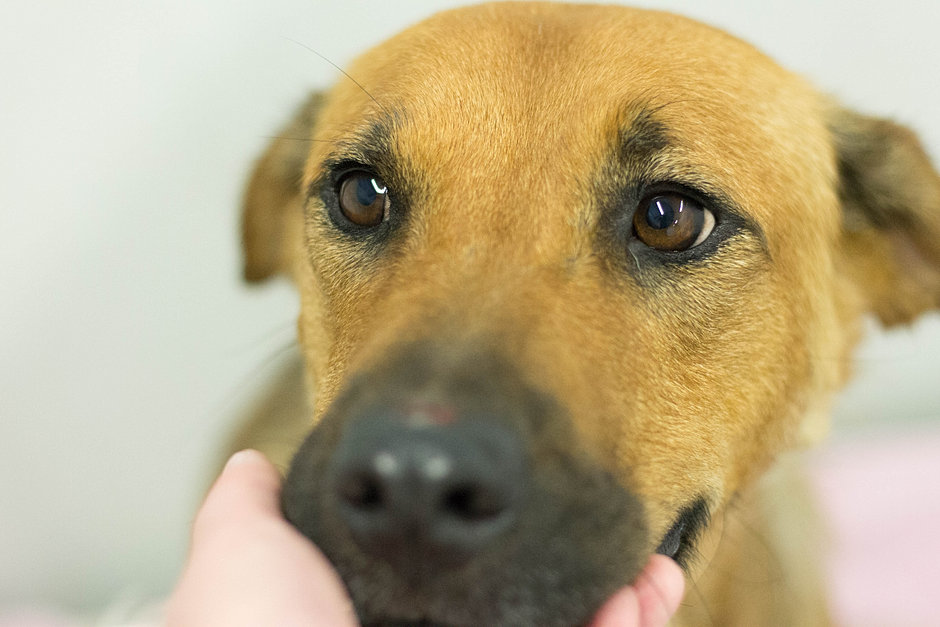 Rescue | Aardvark Animal Hospital