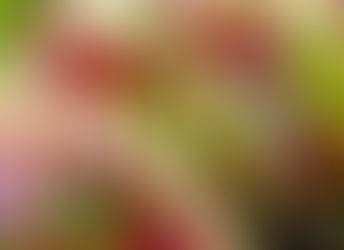 Comida de mi corazón