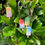 Thumbnail: Summer Fun Popsicle