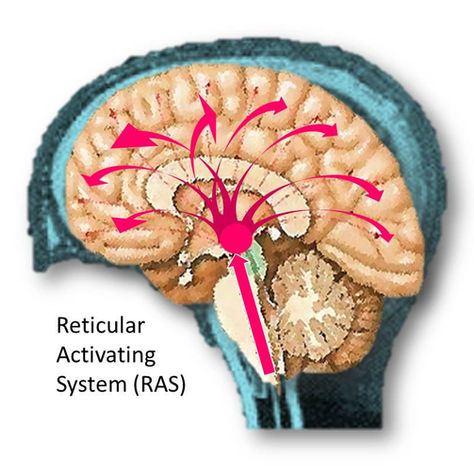 What does the RAS do for you?