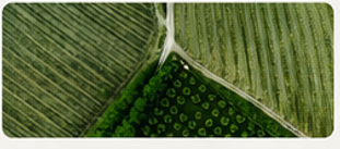 perda de margem na pecuária