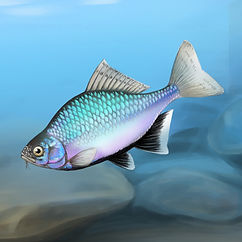 シロヒレタビラ_正方形