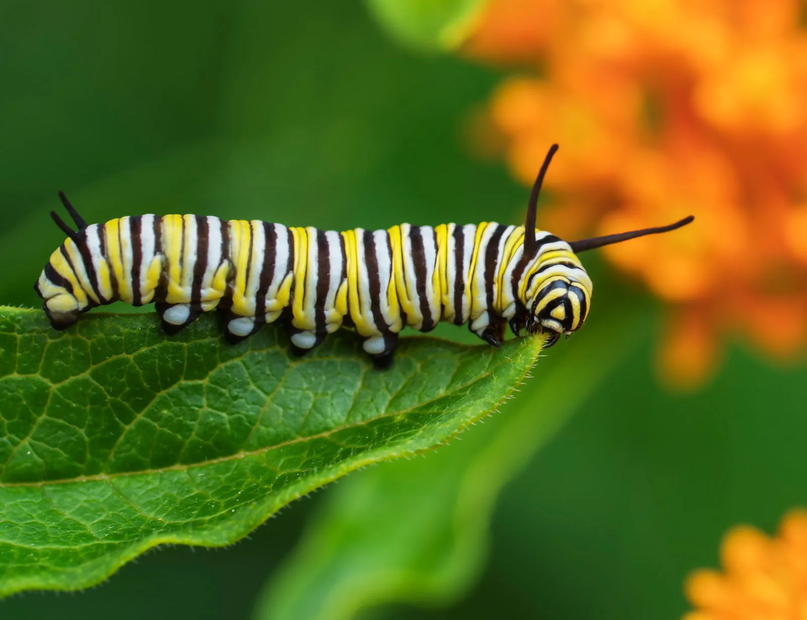 monarch caterpillar eating leaf