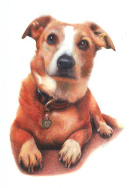 Pet portrait of a corgi cross dog breed by Devon based artist Francesca Dawson