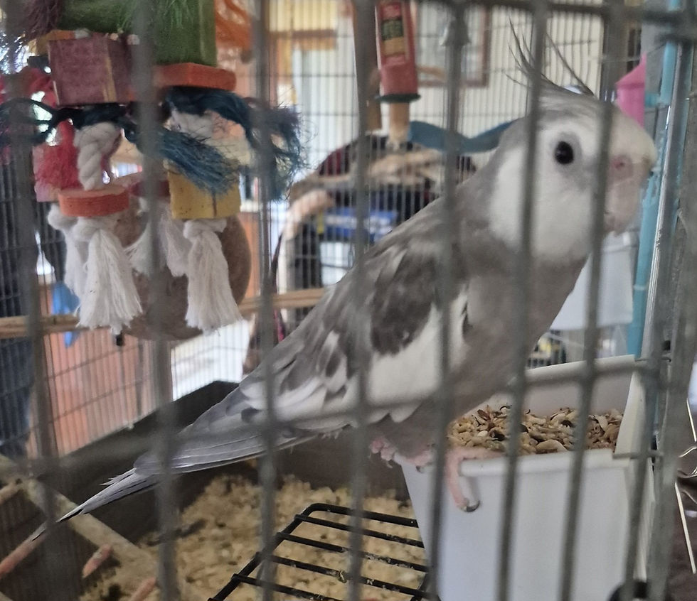 image (74).jpeg