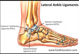 ankle ligaments