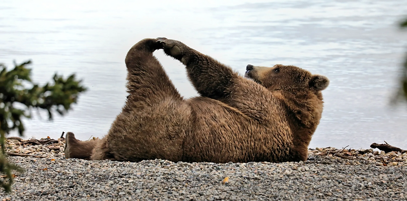 Yogi Bear.png