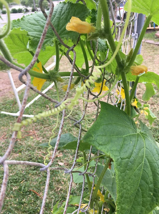 cucumwater.webp