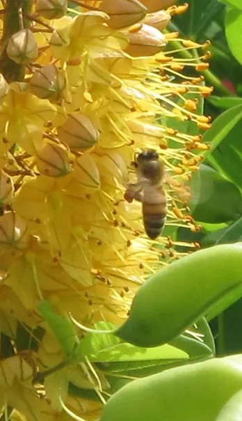 bees.webp