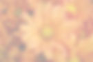 Orange Chrysanthemums_edited.jpg
