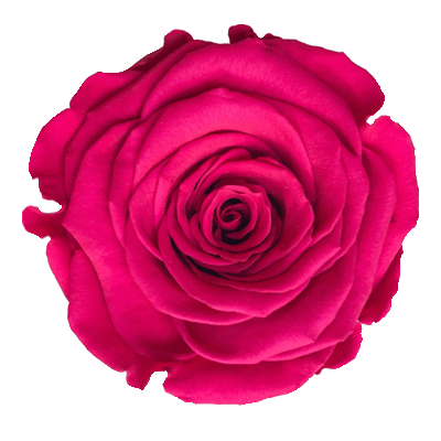 ROCK'N ROSES contact