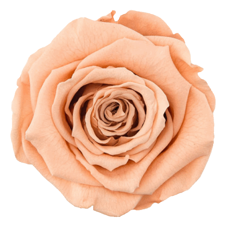 ROCK'N ROSES contact