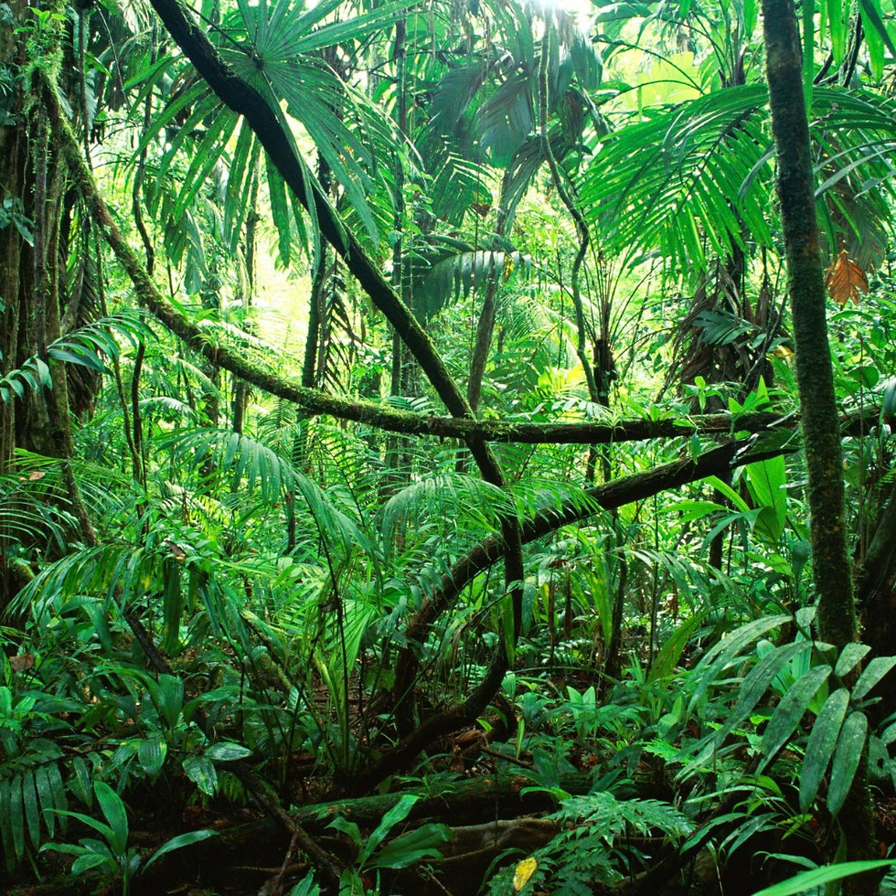 Jungle Spa