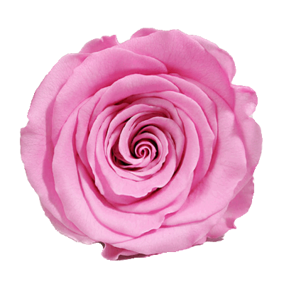 ROCK'N ROSES contact