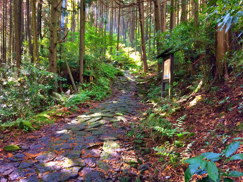 緑の遊歩道が美しい箱根旧街道(箱根・神奈川)