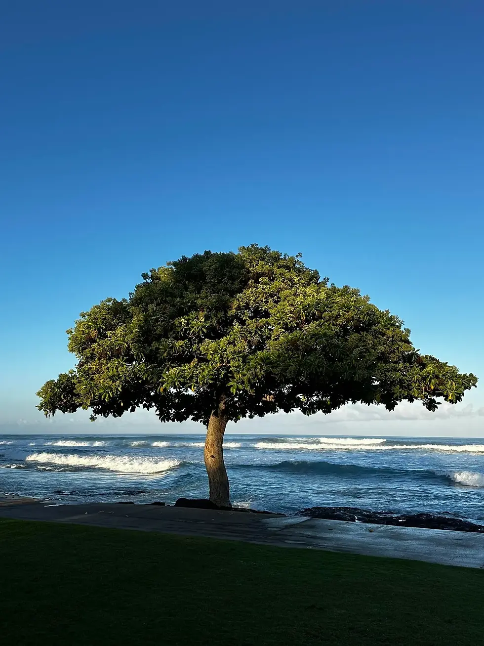 フアラライリゾート Beach Tree