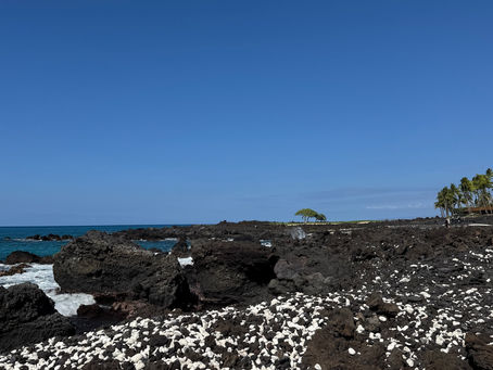 1月前半のフアラライ in new year 2026