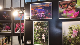 鏡頭裡的杜鵑之美 萬金杜鵑攝影開展