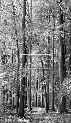 Walk This Way photo taken by Duncan Mitchell, available as paper or canvas print