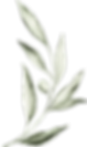 olive_watercolor_01.png