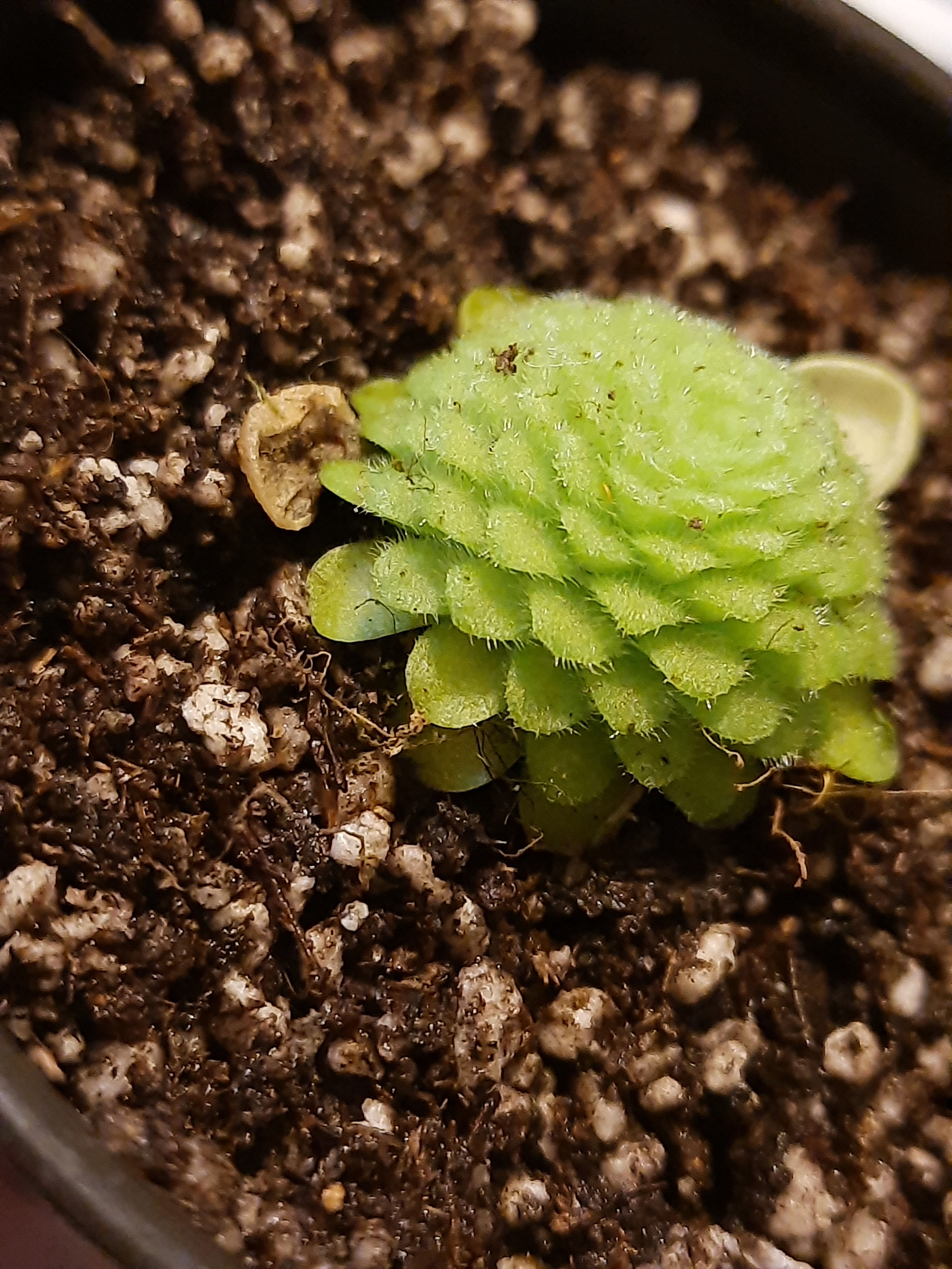 Pinguicula moranensis 