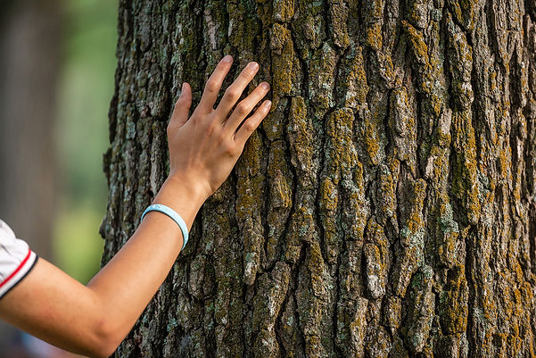 Touching a tree during a forest bathing walk