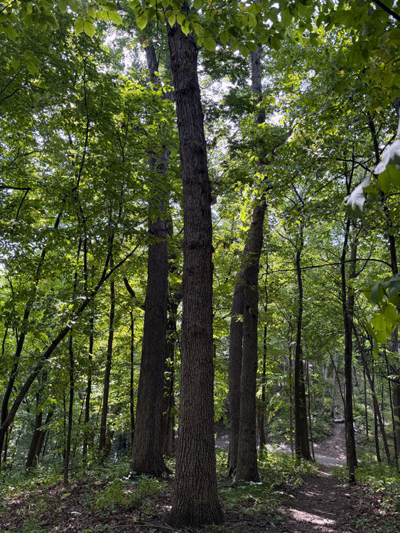 Forest Bathing @ Lone Lake Park