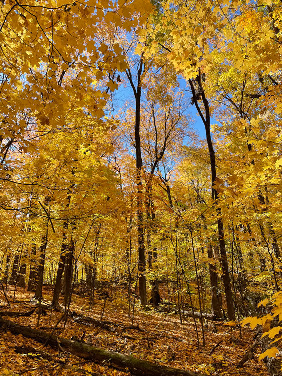 Fall Equinox Walk - Cottage Grove Ravine