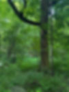 Wildflower Garden at MN Landscape Arboretum