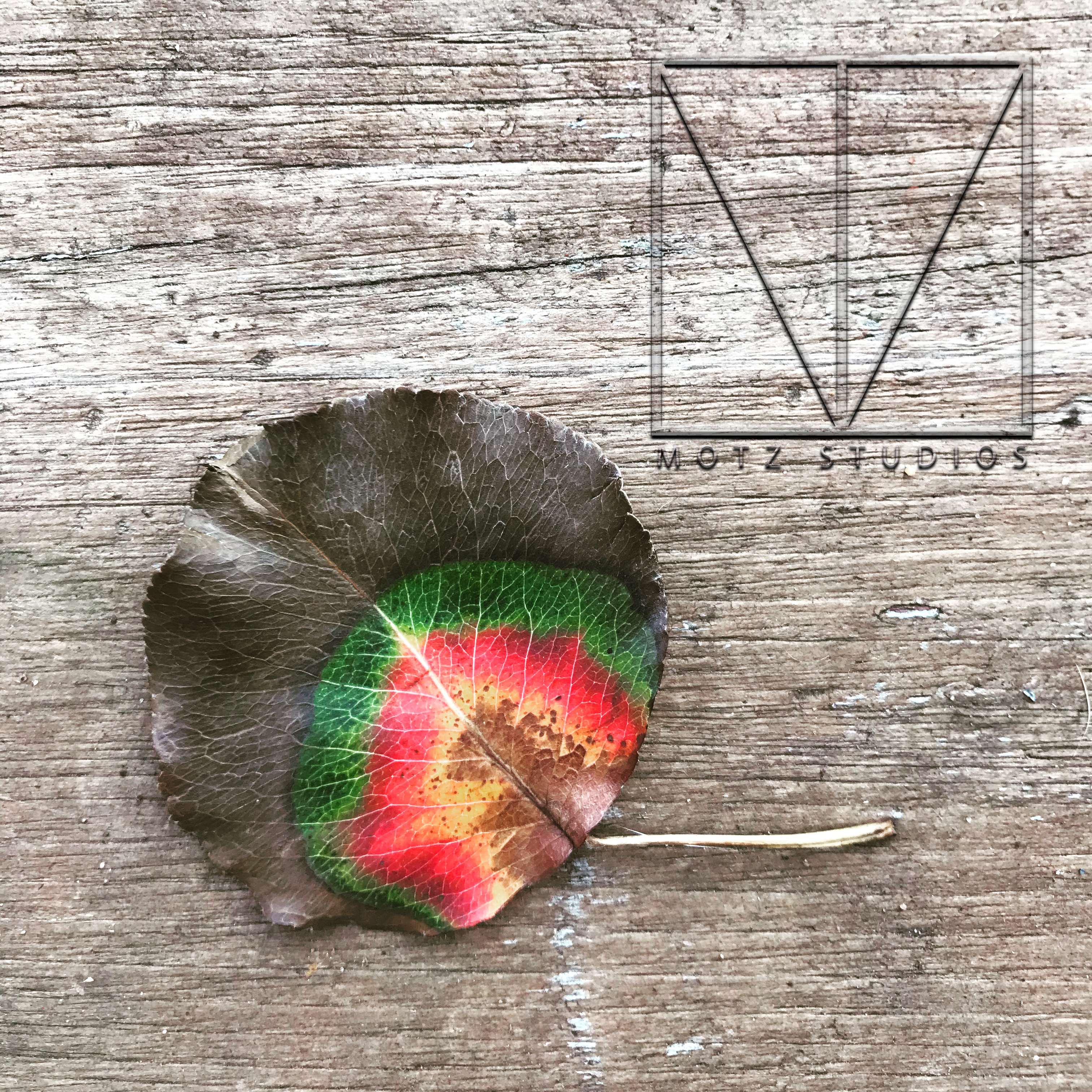 Reggae leaf with Motz Studios logo