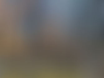 Trail through the Quaking Bog at Theodore Wirth Park in Minneapolis