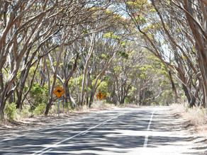 Hog Bay Road