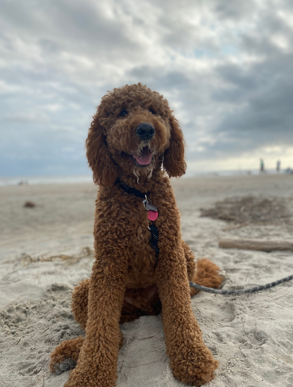 Goldendoodle
