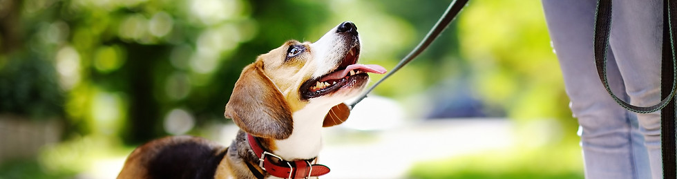 Dog Walk_edited.jpg